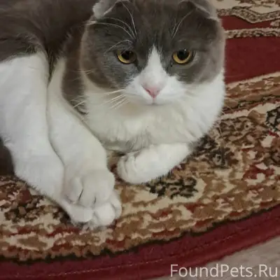 Пропал вислоухий кот Томас