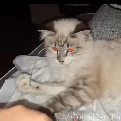 Найден котёнок, Ново-Савиновский район