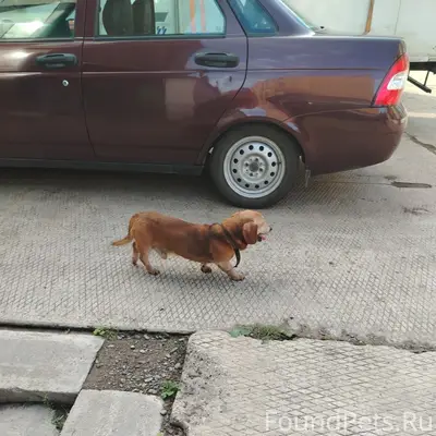 Пропала такса Рыжик, Инта
