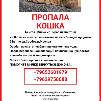 Пропала бенгальская кошка Милка, ул. Свободы, Москва