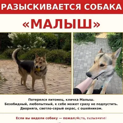 Пропал большой черно-рыжий пёс Малыш, Раменское