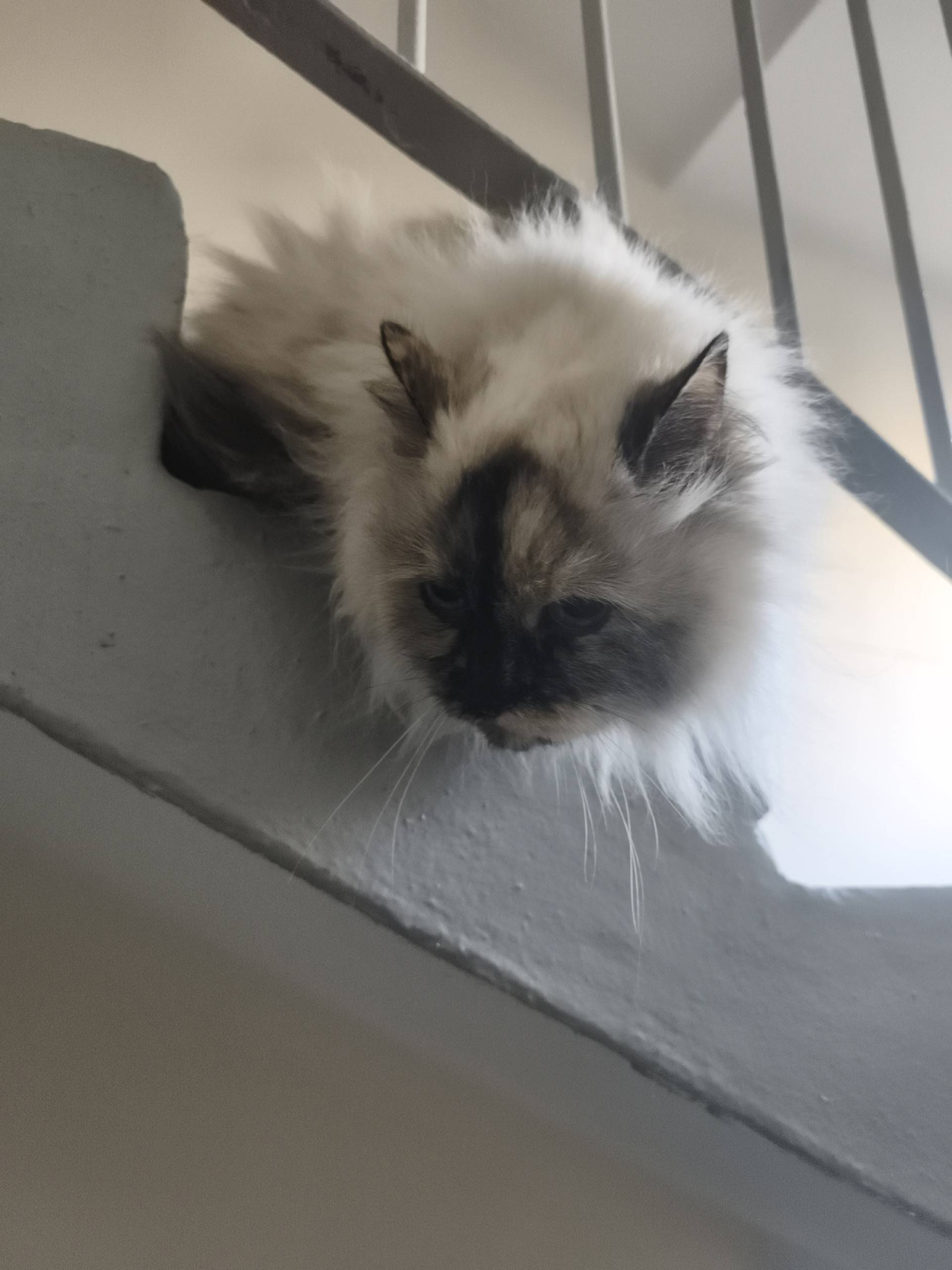 Найден кот, на лестнице