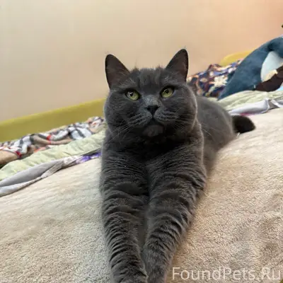 Пропала кошка,
