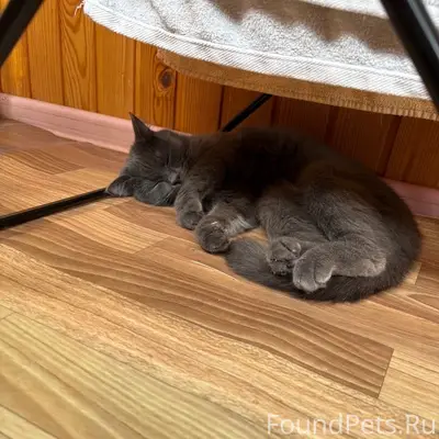 Пропала кошка, Зелёный Лог