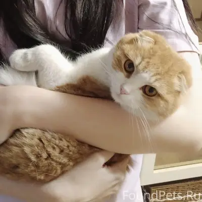 Пропал кот