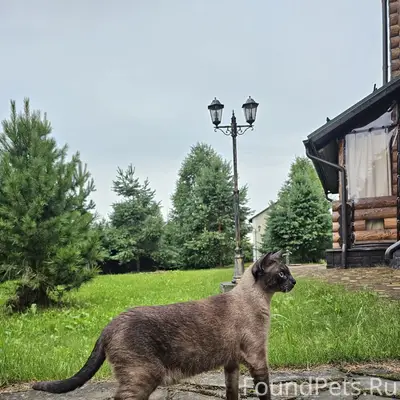 Пропала сиамская кошка Буханка, район Матросова
