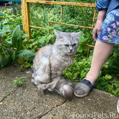 Найден кот, улица Усилова, Нижегородский район