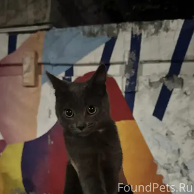 Найден домашний котенок