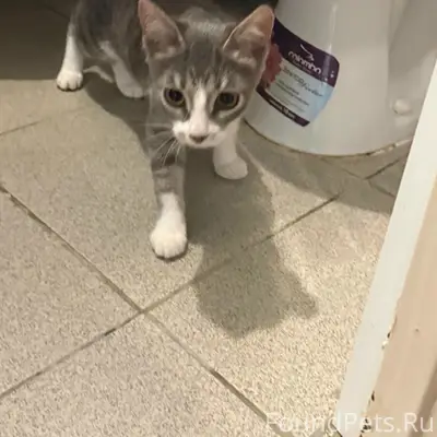 Пропала кошка Муиза, Запрудня