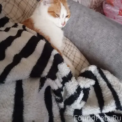Пропал домашний кот, район Гагарина