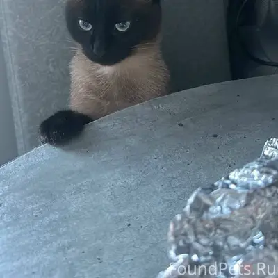Пропала кошка Элис, район Тевосяна