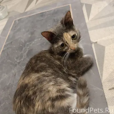 Найдена кошка, Екатеринбург, Уктус
