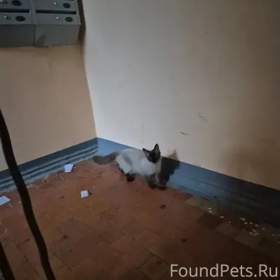 Найден сиамский котёнок, Уралмаш, Екатеринбург