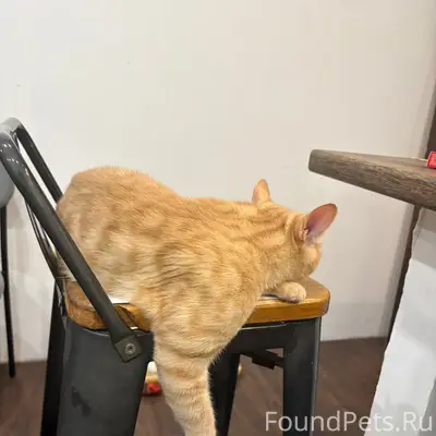 Пропал рыжий кот, район Ногинка