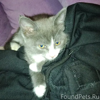 Пропала кошка, Киржач