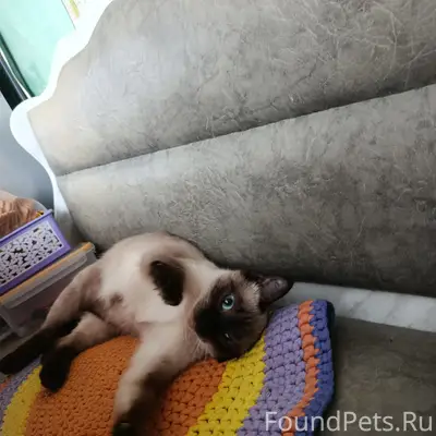 Пропала сиамская кошка, улица Полевая