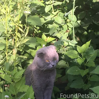 Найдена вислоухая кошка, Дятьковский р-н