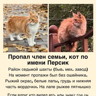 Пропал рыжий кот Персик, район седьмой шахты