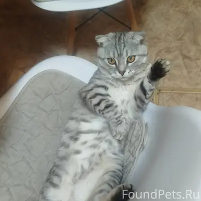 Пропал кот Барсик, район д/с Одуванчик