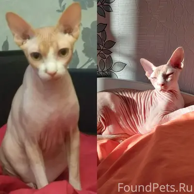 Пропал кот Саймон