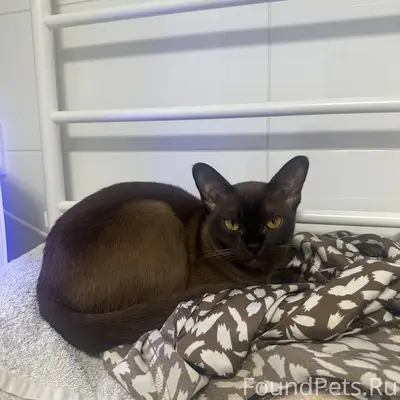 Кошка Шаня
