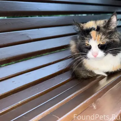 Найдена кошка, Апатиты