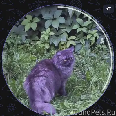 Найдена кошка, Г. Тукая
