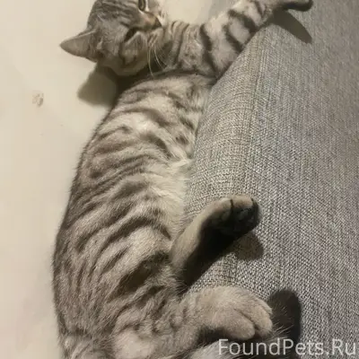 Найдена кошка, 5-ая Кировская