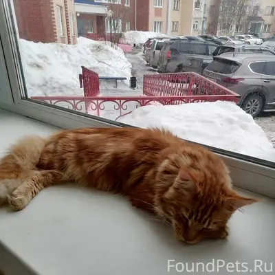 Пропал кот, улица Брусничная