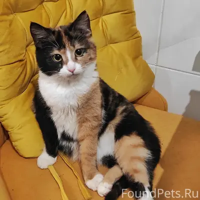Пропала трёхцветная кошка Матильда, Новомосковск
