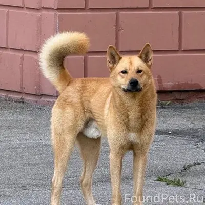 Найден пёс похож на Акиту, на Гайдара