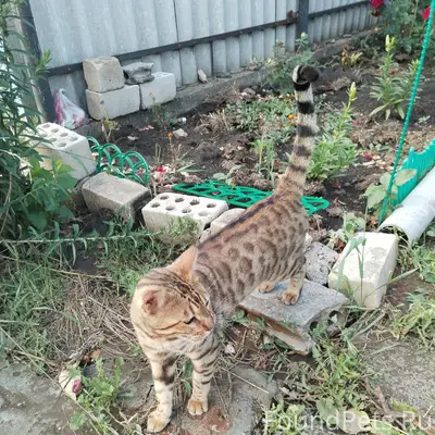 Пропал кот, улица Фрунзе