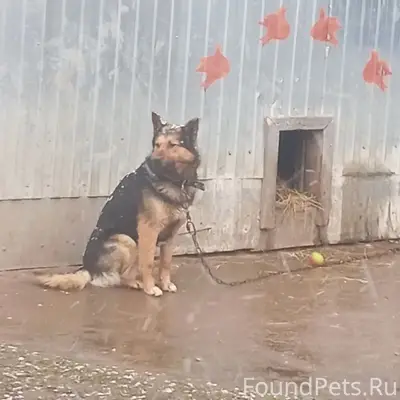 Пропал пёс, Нижний Алькеево