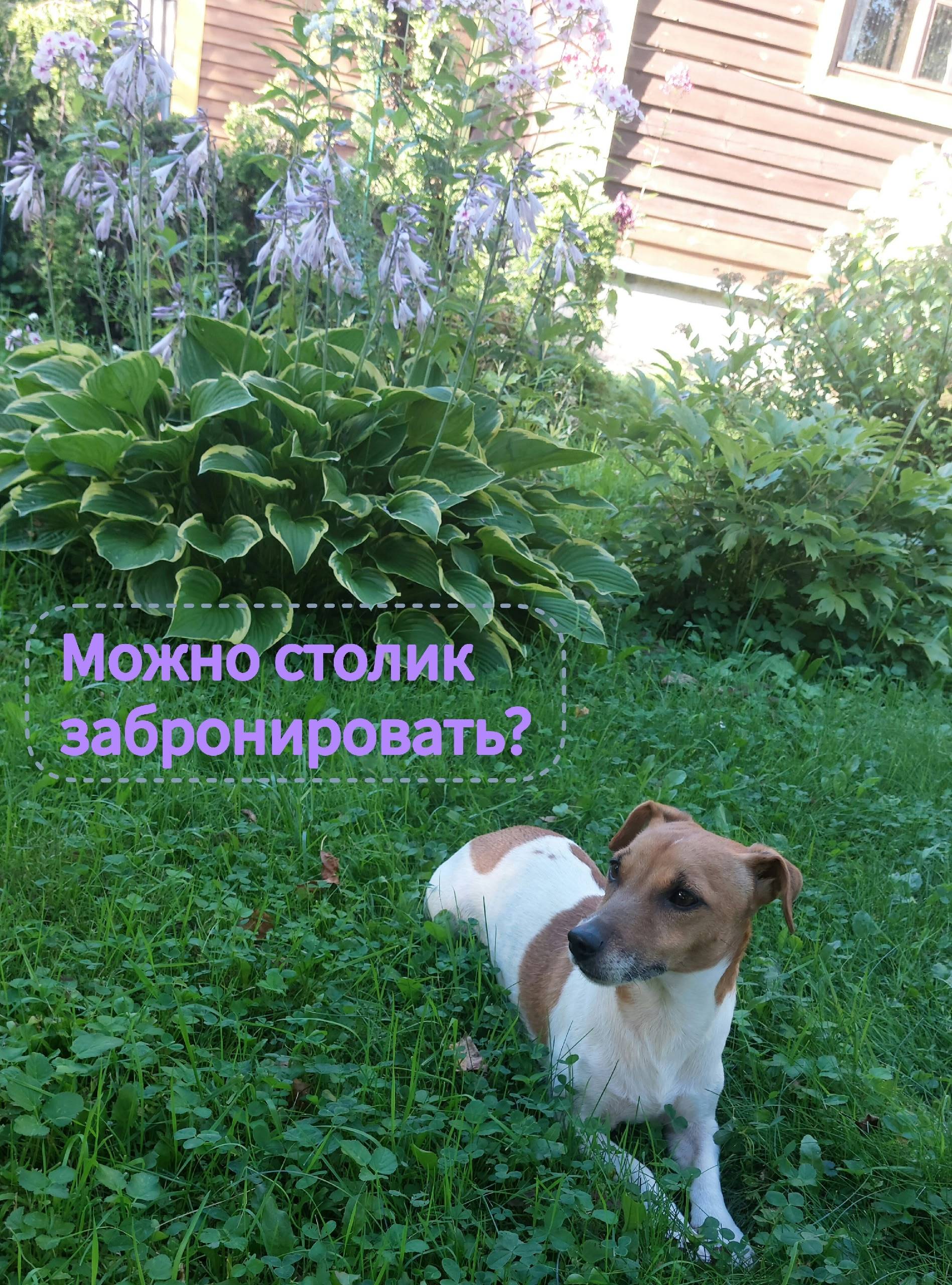 Пропал Джек Рассел Кубик, Веретьево