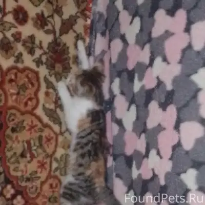 Пропала кошка Мята, Новосёлово