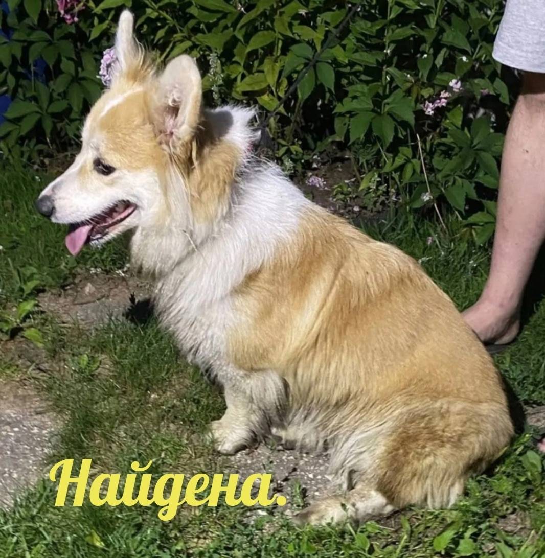 Найден вельш корги пемброк, Тверь