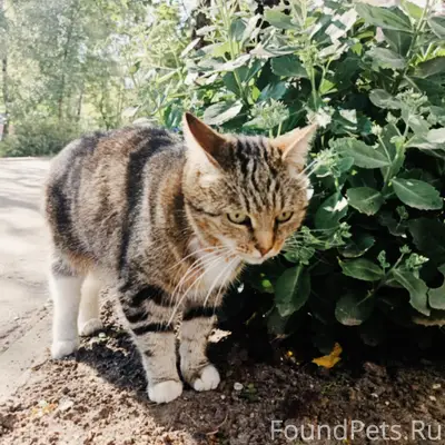 Найдена кошка, район Первомайской 7
