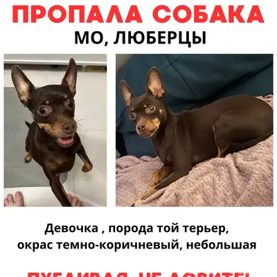 Пропала той терьер Царина, Люберцы