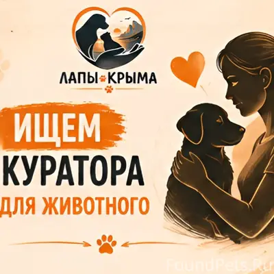 Найденна собака похожая на колли, Массандра