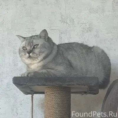 Пропал кот Кита, Южный