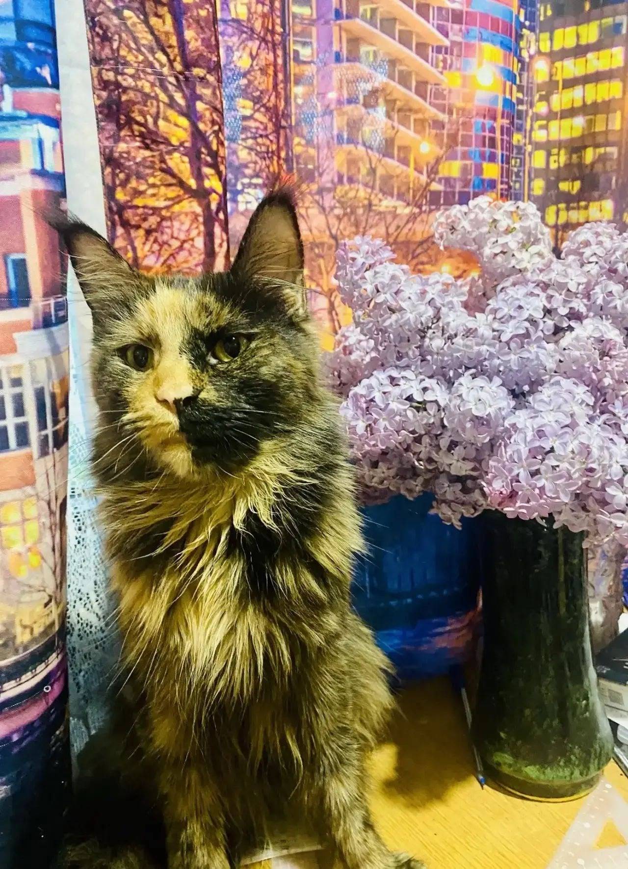 Пропала кошка, Колпино