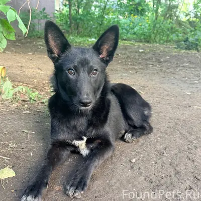 Пропала собака, 9 район, возле ТЦ Ноябрьский
