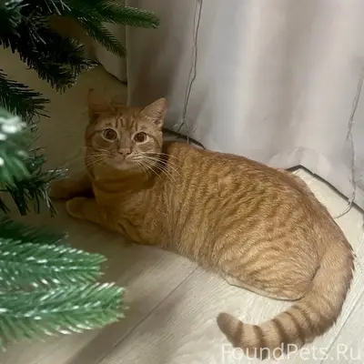 Пропал рыжий короткошёрстный кот, посёлок