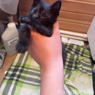 Найдены котята, мальчик и девочка