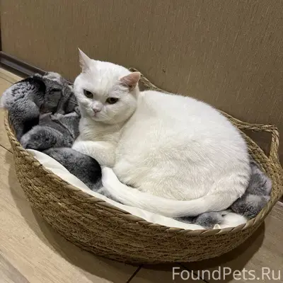 Пропала кошка!!!