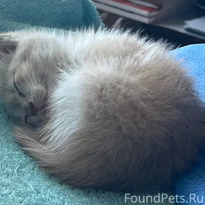 Найден рыжий котёнок, Бахчисарай
