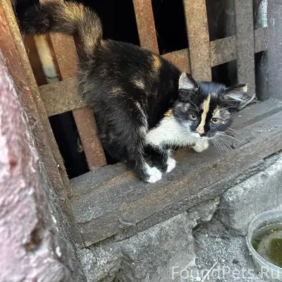 Найдена трёхцветная кошка, Фокинский район