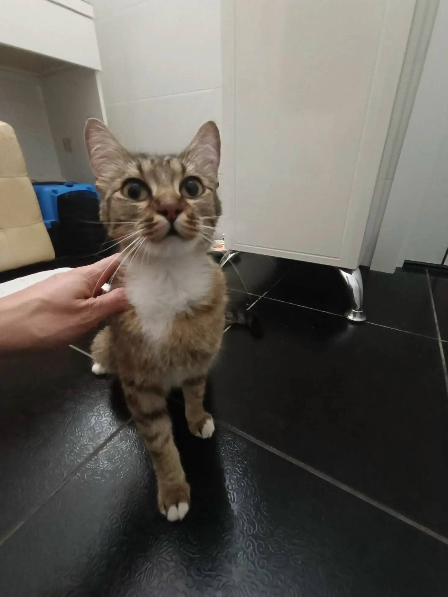 Найдена кошка, Лапландия