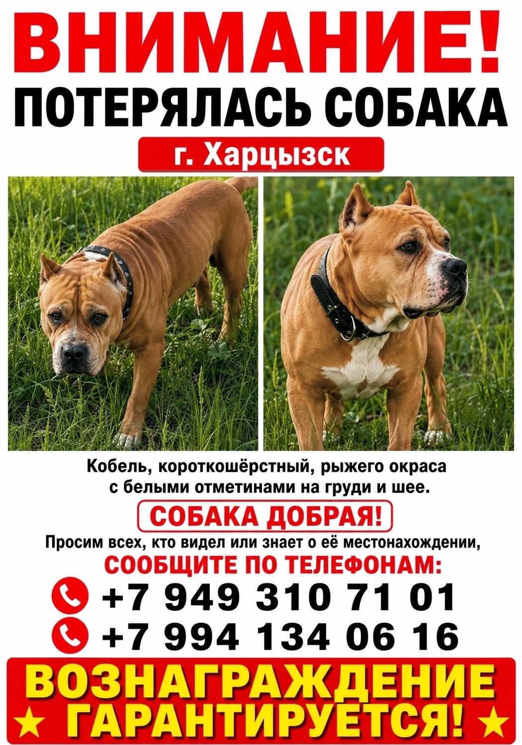 Пропал амстафф, рыжего окраса, г. Харцызск