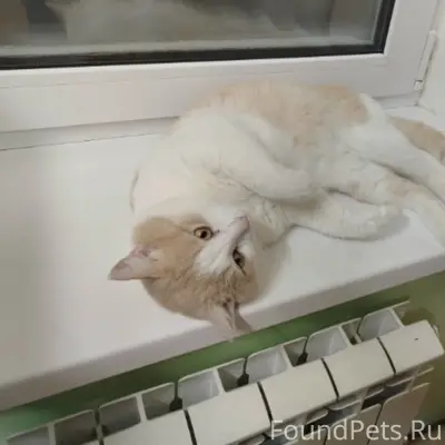 Пропал кот Соник, Калининград